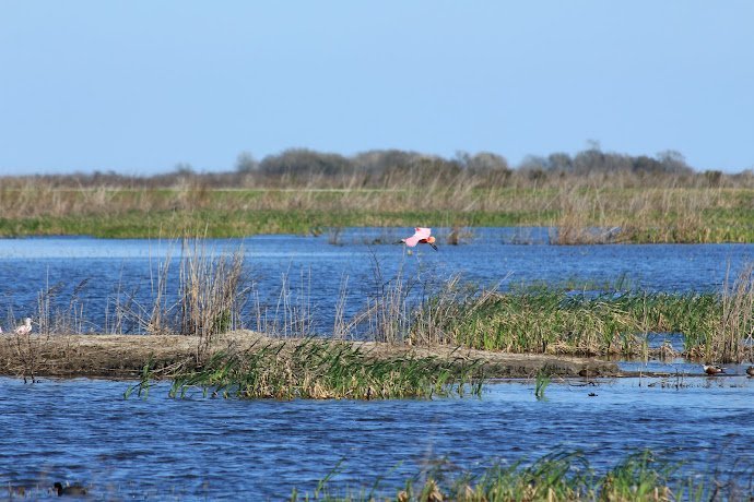 Jocelyn Nungaray National Wildlife Refuge marsh on the east side of Galveston Bay
